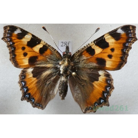 Aglais urticae (Linnaeus, 1758) Rusałka pokrzywnik Czech28f